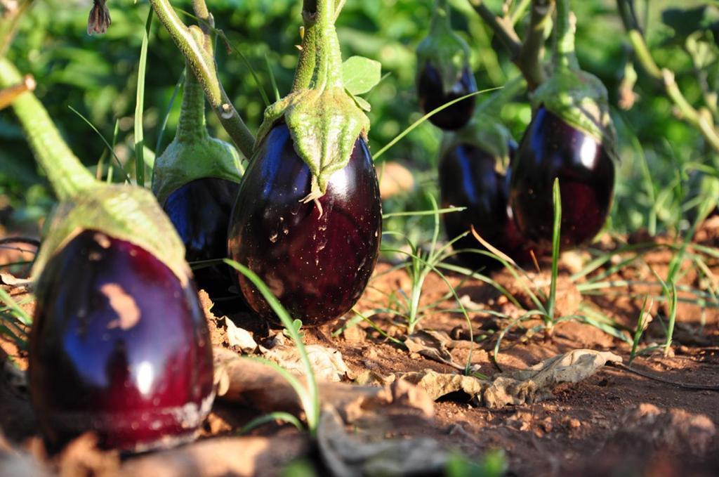 Agriturismo Terra Rossa Οτράντο Εξωτερικό φωτογραφία
