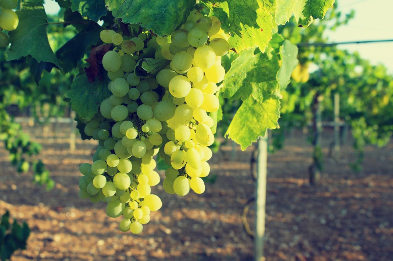 Agriturismo Terra Rossa Οτράντο Εξωτερικό φωτογραφία